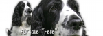 Spardose Englischer Springer Spaniel